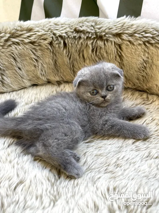 Scottish fold