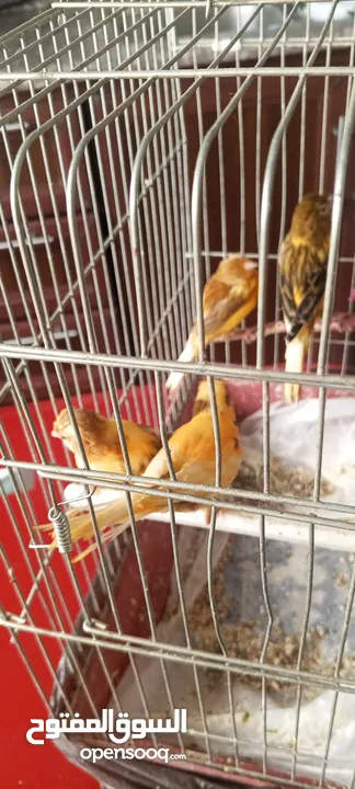 4 كنار شبه شغالات نظافه ولون او البدل على كوكتيل اليف