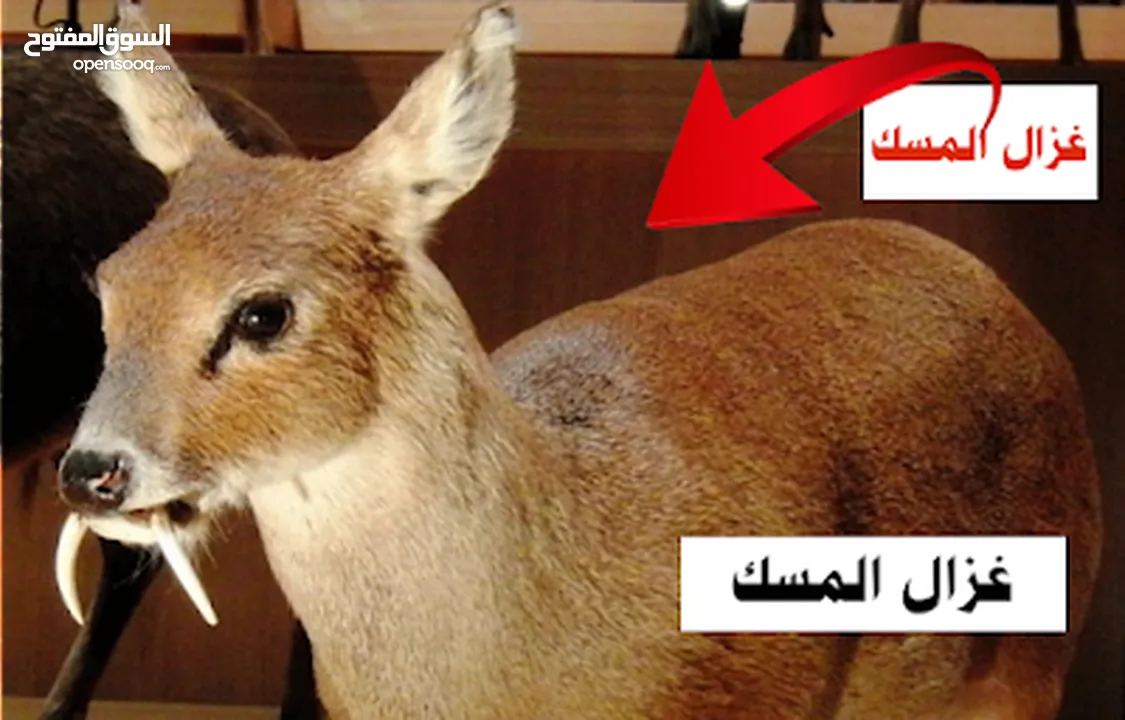 صرة مسك غزال اصلي نادر