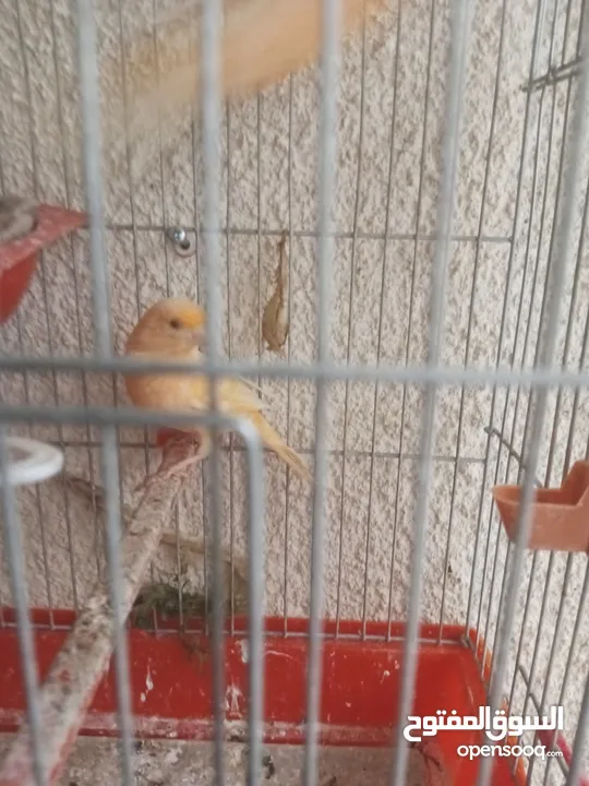 طيور كناري جاهزة بحالة وصحة جيدة