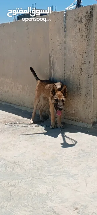 جرو بندوق الاب ملينو بيور و لام جيرمن شيبرد عمر 4 شهور ماخذ مطعوم لون مميز انثى