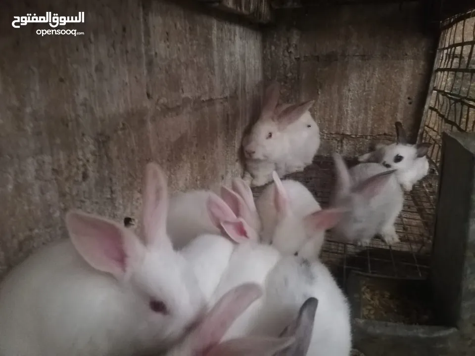 ارانب  بلدي و فرنسي