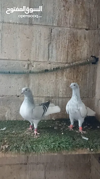 نوريه زرقا لبنيه ذنب كركند