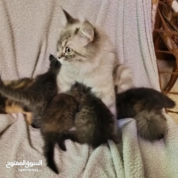 6 قطط للبيع الام وأطفالها عمر الام سنه وشهرين والأطفال شهر ونصف