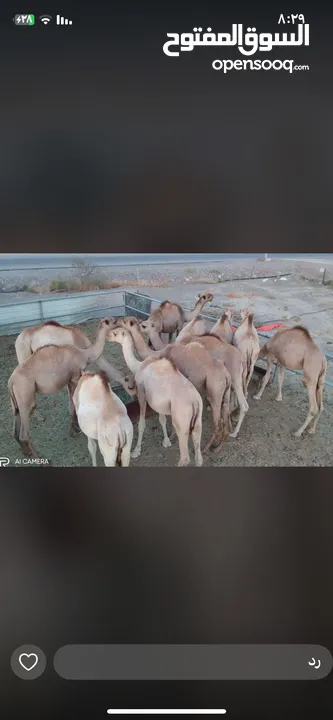 وصول دفعه جديدة من قعدان الجنوب فرصه للمشترين للعيد احجام ممتازه ولحم طيب