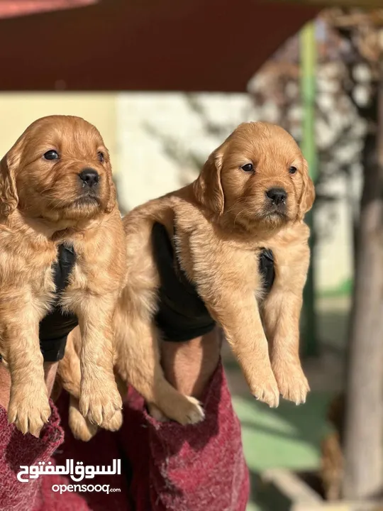 Golden retriever