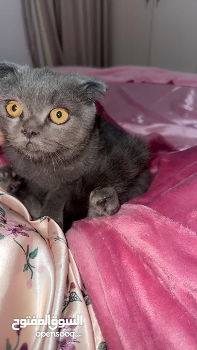 Scottish Fold Pure