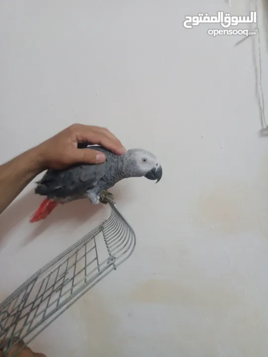 بغبغاء كاسكو