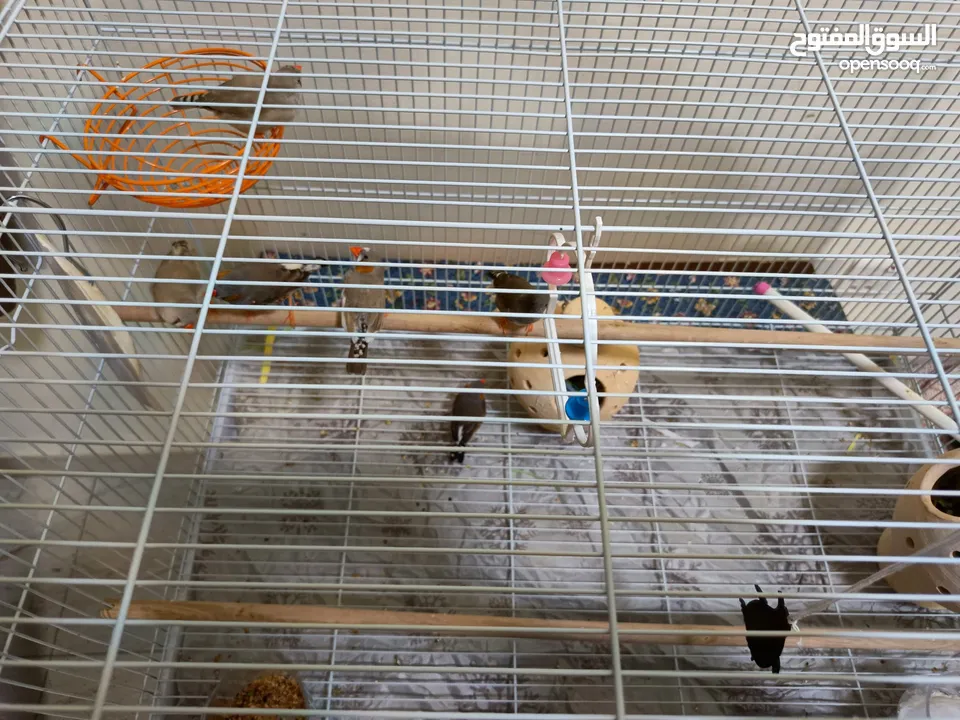 8 Beautiful and Healthy Zebra Finches with Large Spacious Cage Full Set for Sale :)