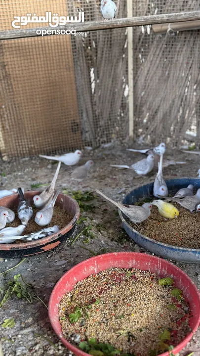 Dove bird pigeon دوف مكس للمهتمين للتربية منتج