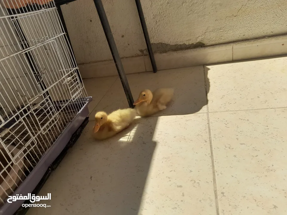 بط عدد 2للبيع عمر شهر