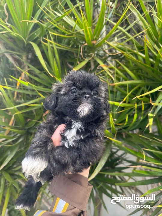 Bichon croisé avec pekinois a vendre