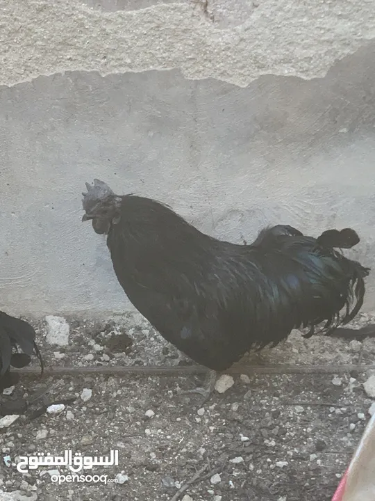 ديوك لمبرجيني و صيصان صحة و نظافة  بلدي للبيع