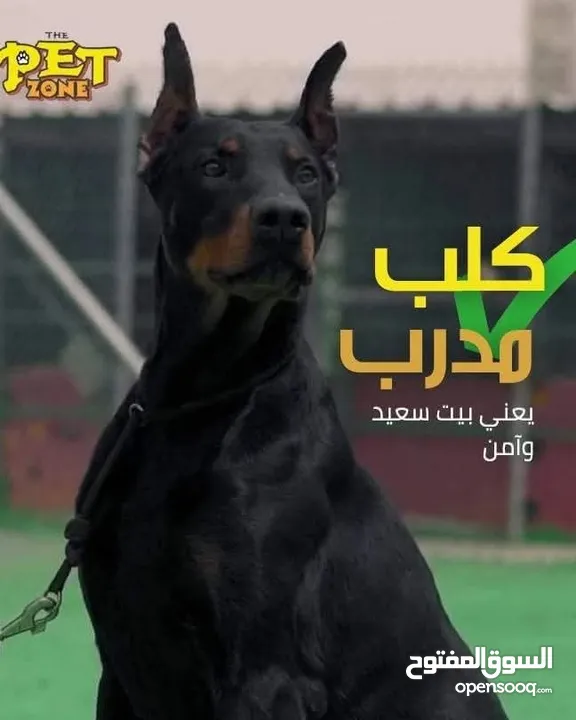 حمم كلبك بهالصيف