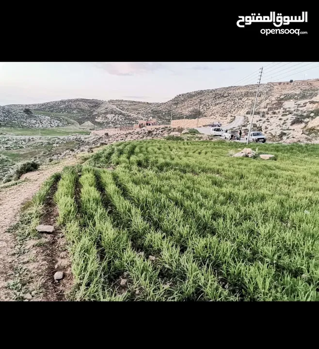 قطعة ارض مميزه للبيع بالسلط المغاريب مرتفعه مطله على الاغوار وجبال فلسطين الحبيبه