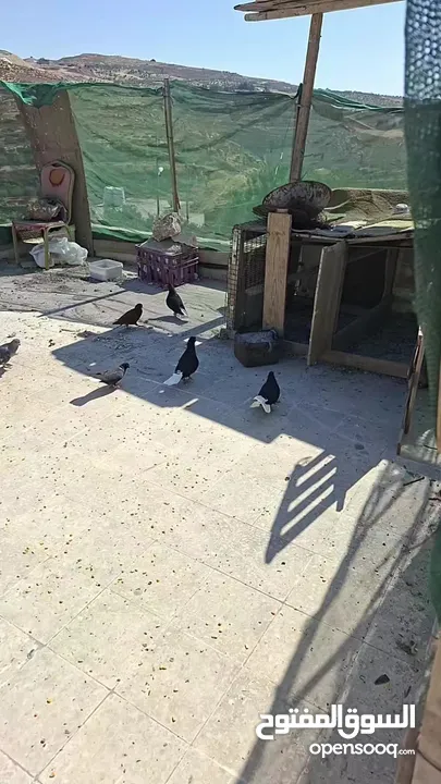يا غانمين هذول 8حمامات ادفع بحق الله وشيل