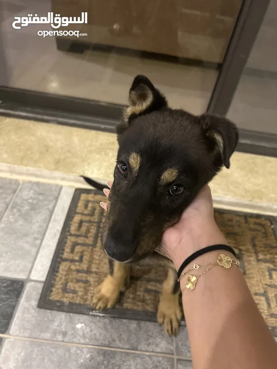 mix german shepherd and rottweiler 4 months old جرمن تشبير مكس روت ويلير العمر أربع شهور