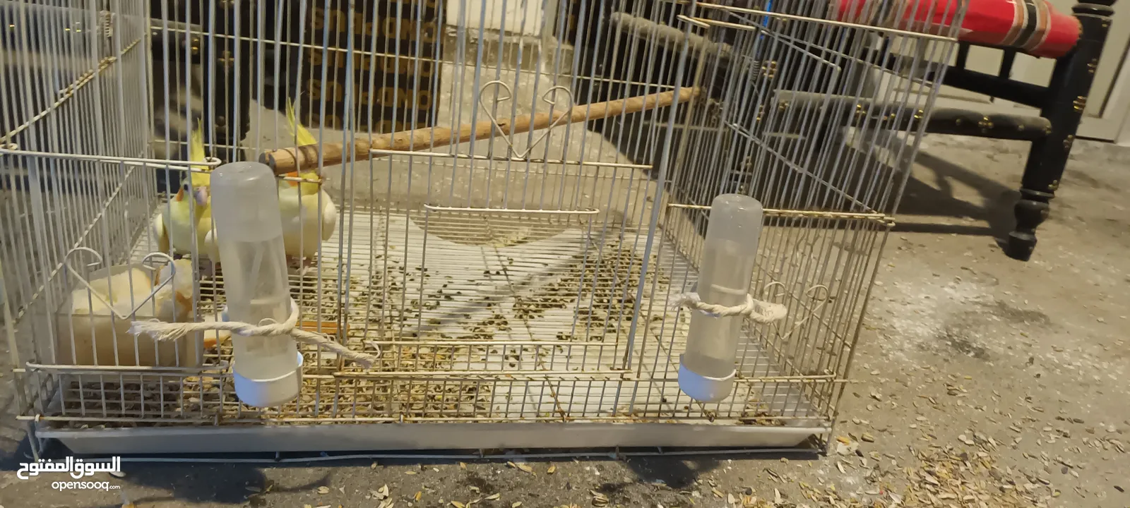 للبيع زوج طيور كوكتيل لاتينو بالصحه ممتازه ومنتجين المواصفات في الوصف