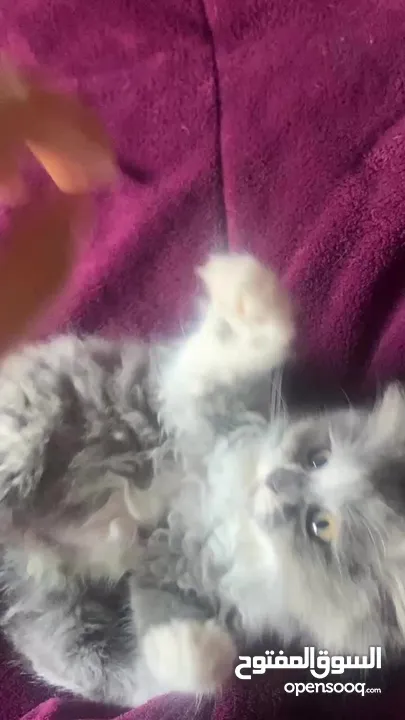 لونا النوع شيرازي هملايا انثى عمر شهرين