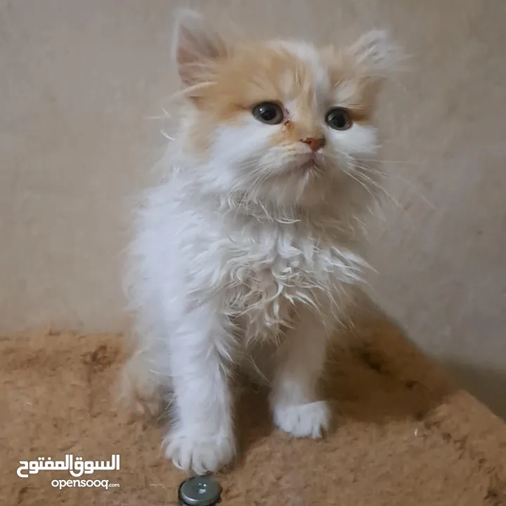 تبَارك الرَحْمٰن ..... كِتنز بيرشن همالايا حلويات فخمة مستوى عالي للحجز لحين الفطام التفاصيل بالوصف.