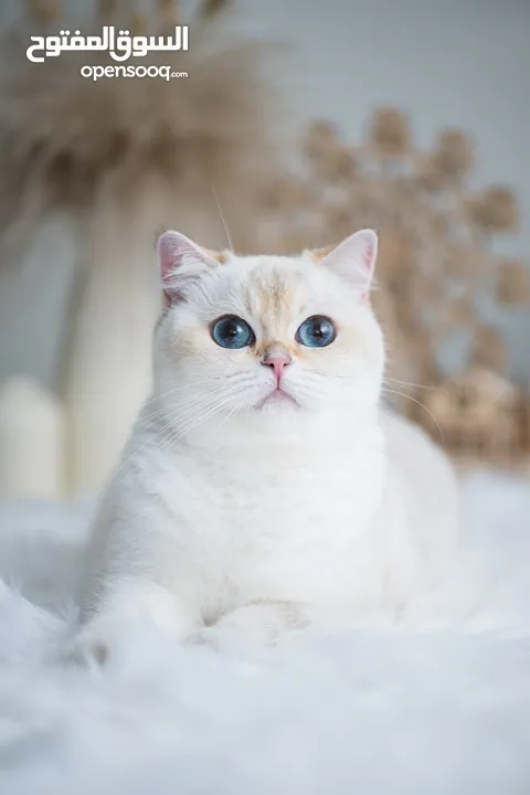 Scottish British shorthair longhair kittens British shorthair Scottish fold kittens Scottish