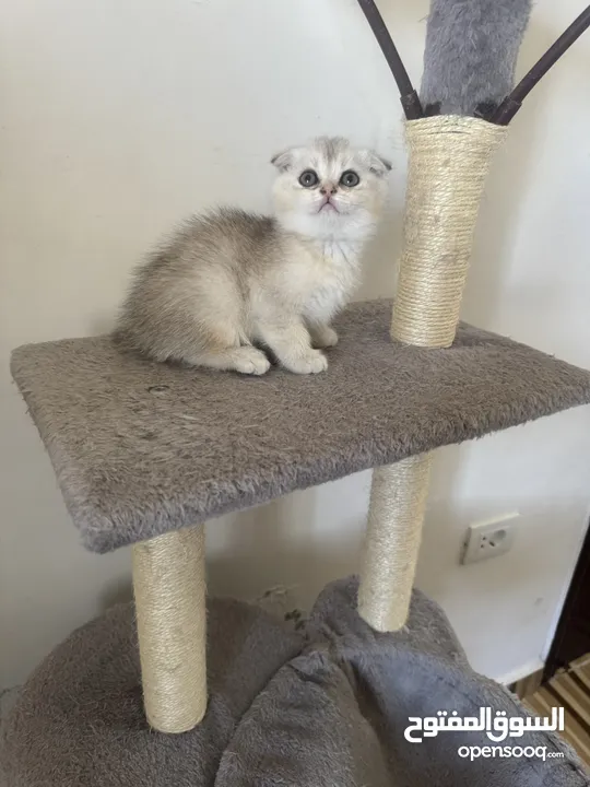 سكوتش تريبل فولد وستريت