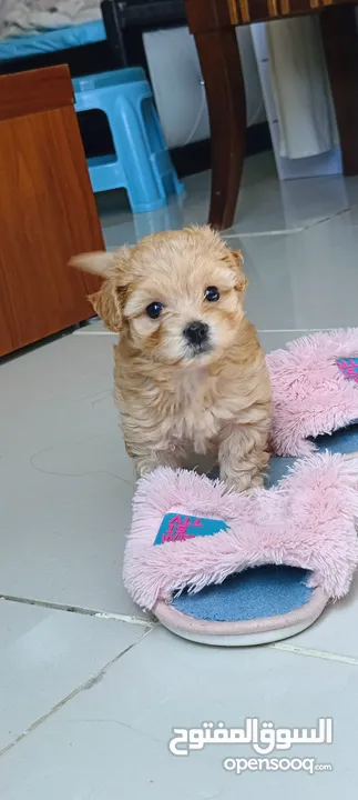 maltipoo female