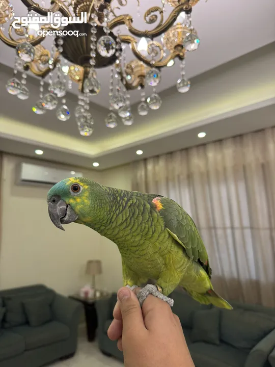 بلوفرنتد من اقوى الحبات بالاردن اليف جدا متكلم قوي سوره الكوثر ، الف صلاه وسلام ، ويه ويه بابا جا