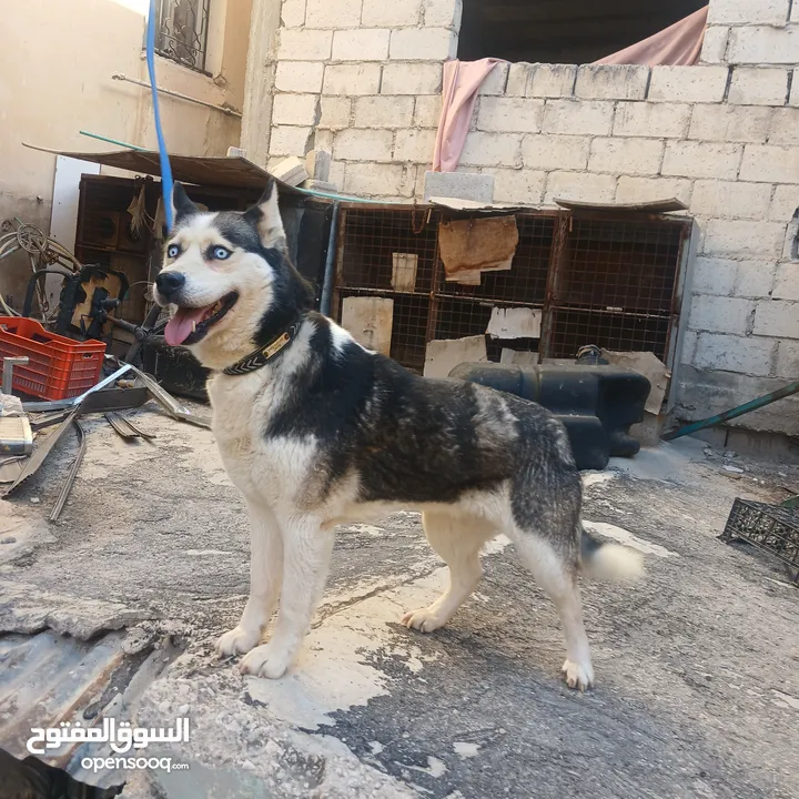 اناثي هاسكي