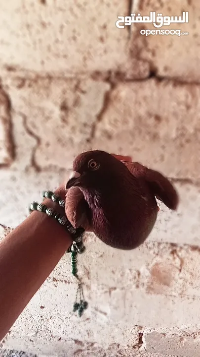 كوم حمام للبيع العدد 12 طير
