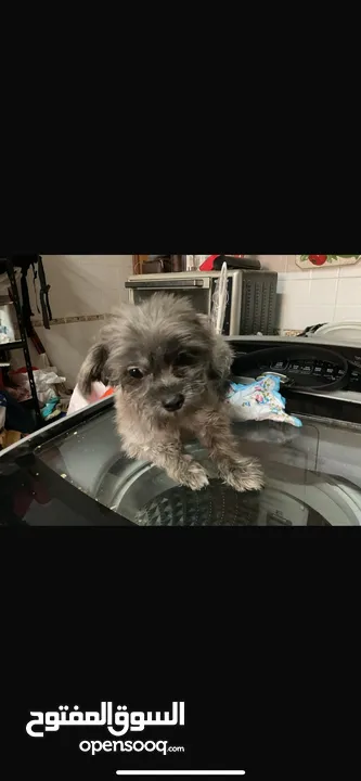 للتبني كلاب شيتزو العمر اقل من سنة نثية وذكر for adoption two dogs under 1 year old