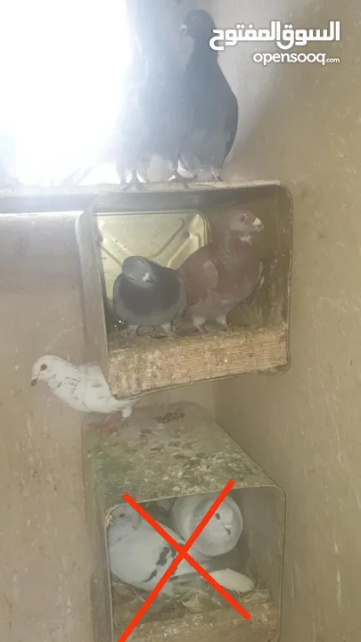 حمام مشكل للبيع  مستعجل  اقرا الوصف عدد 37 بيع مستعجل