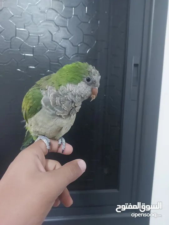 ببغاء كوكر
