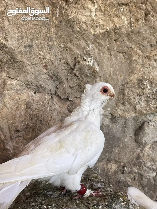 جواز حمام للبيع كوم