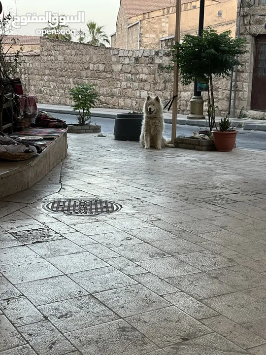 محلات للبيع