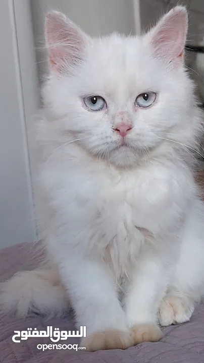 متوفر  قطط شيرازي  وراغدول  العمر شهرين  باسعار مناسبة  فقط 300  العنوان نابلس