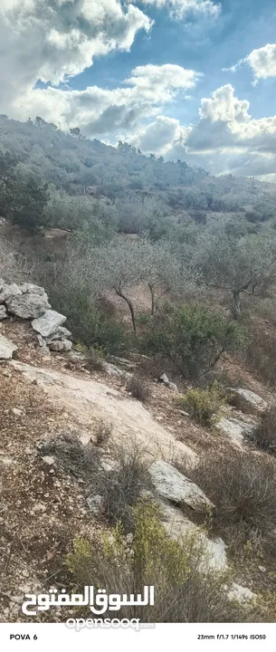 ارض للبيع زيتون