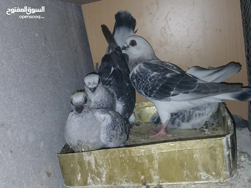 جواز شغاله