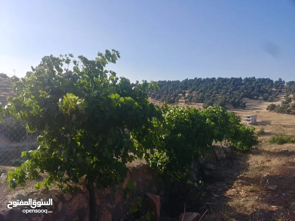 مزرعة في جرش للبيع من المالك مباشرة