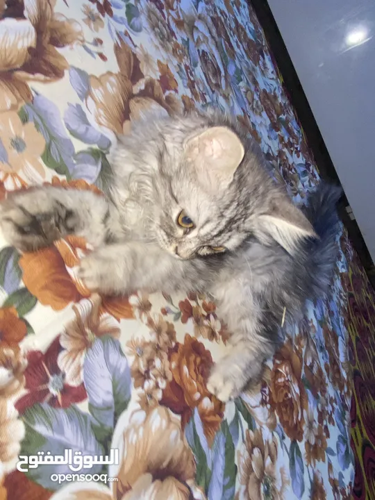 قطة نثية صغيرة نوعية برتش العمر /4 اشهر فقط