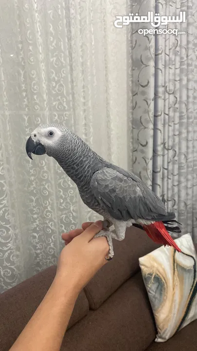 Grey african parrot