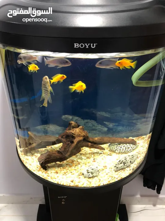 BOYU Half moon aquarium (fish and cabinet excluded )