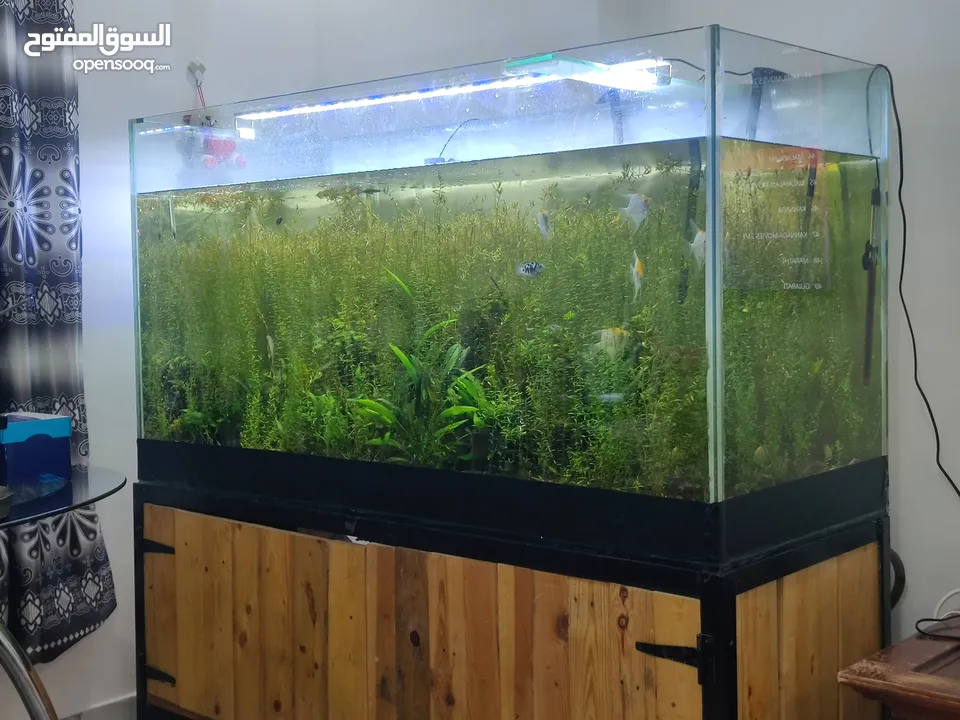 Aquarium size 150x60x80 cm for sale.