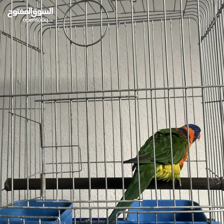 ببغاء لوري اليف  Cute Lori parrot
