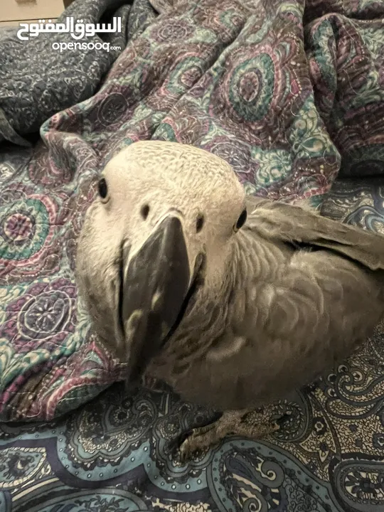 African grey parrot