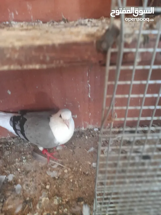 حمام للبيع المكاتيف معهم فرخين قرب كنيسةالماريوسف