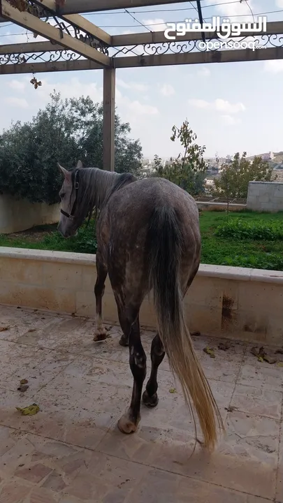 فرس بدوية وسط خيل العمر 8 سنوات