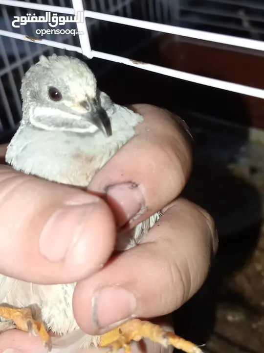 2ذكر سمان صيني (Button Quail) بحالة ممتاز، من طفرات نادرة وجميلة.