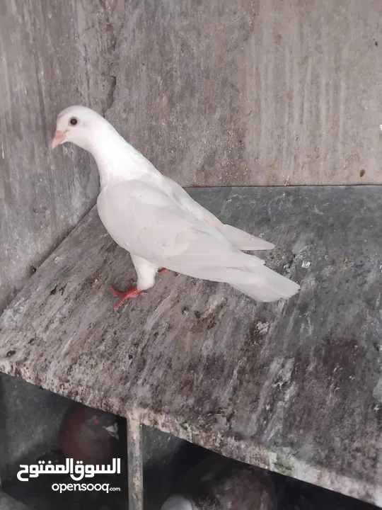 حمام حجم كبير للبيع عدد. 14