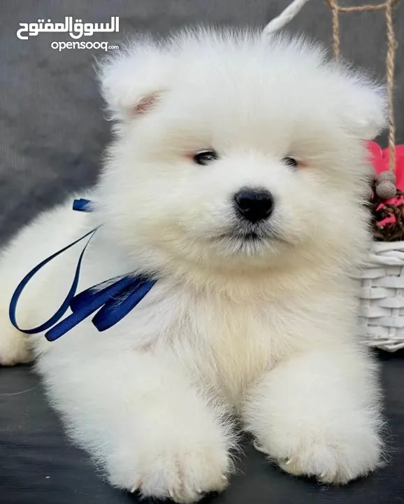 Samoyed puppy